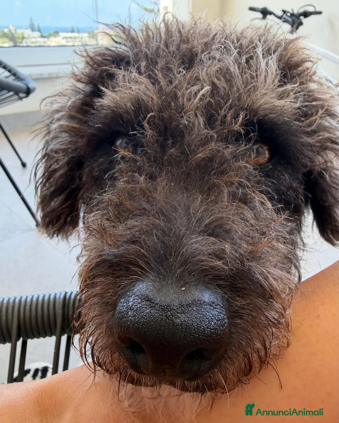 Barboncino cani in regalo: Cerchiamo una persona/famiglia per Milo a Provincia di Rieti - Annuncio 2