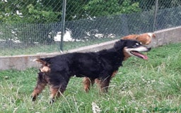 Segugio cani in regalo: FRITZ 5-6anni dolce segugio! - Immagine 4