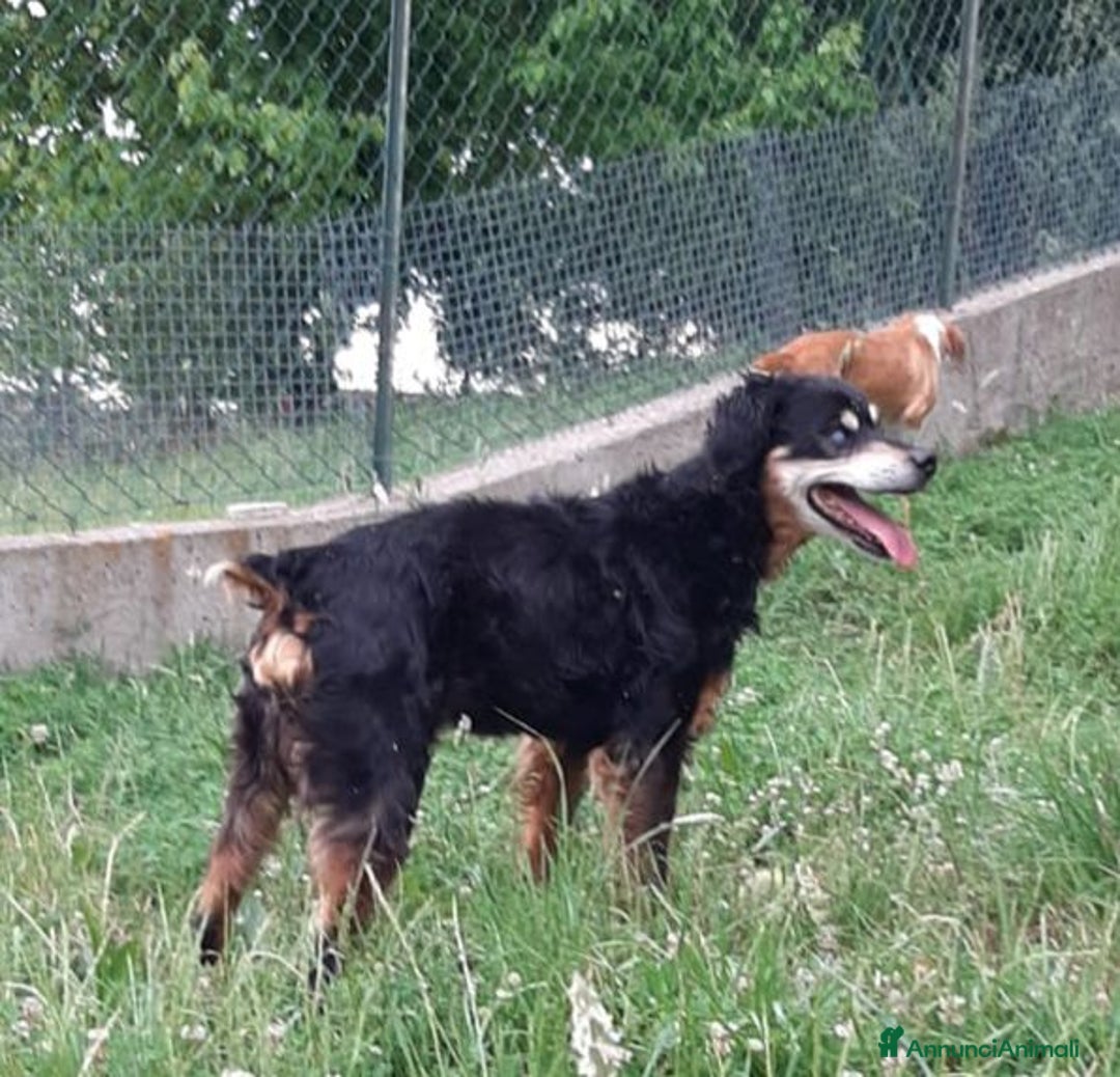 Segugio cani in regalo: FRITZ 5-6anni dolce segugio! - Immagine 4