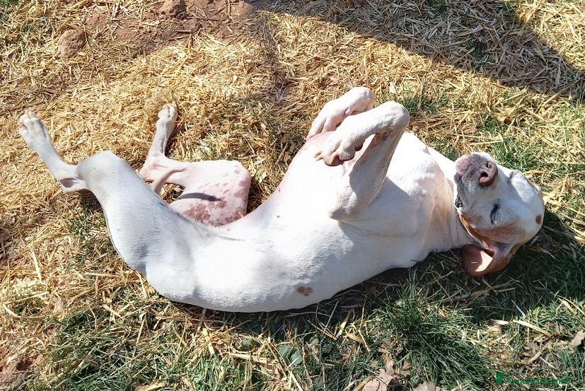 Pointer cani DIANA dolcissima con tanta voglia di correre - Annuncio 2