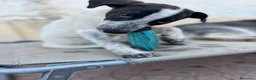 Meticcio cani in regalo: Mulan a Libero consorzio comunale di Trapani - Annuncio 6