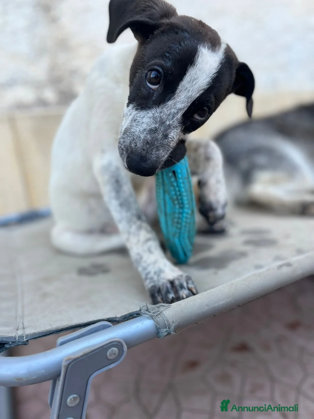 Meticcio cani in regalo: Mulan a Libero consorzio comunale di Trapani - Annuncio 6