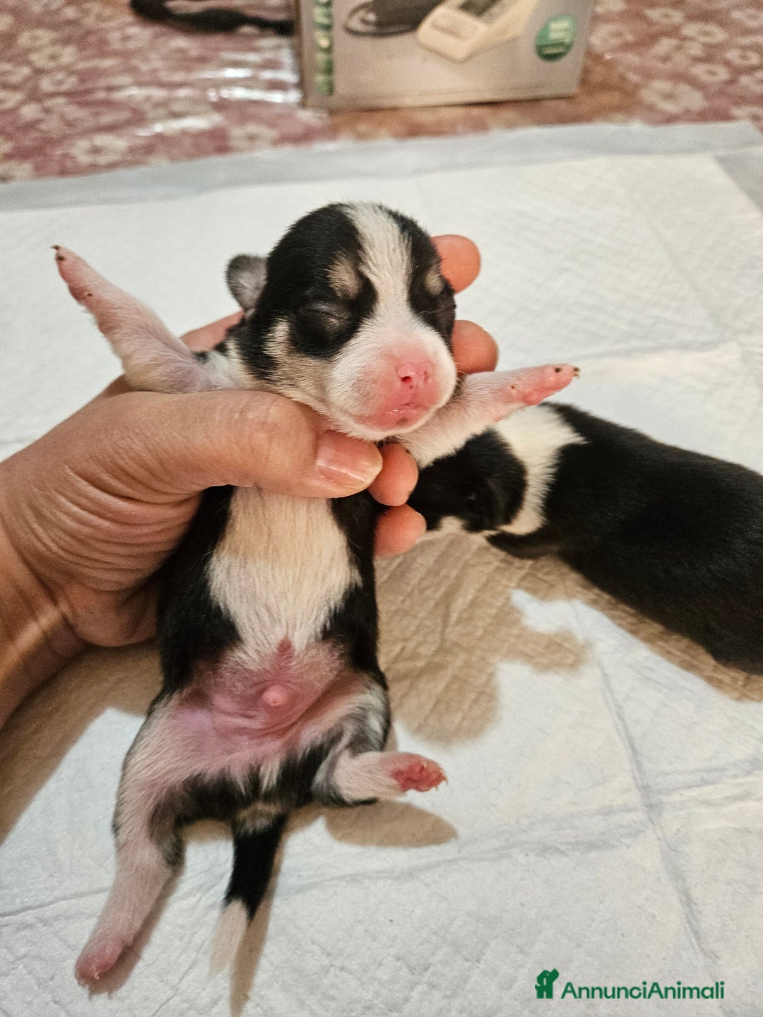 Chihuahua cani in vendita: Chihuahua toy  - Annuncio 5