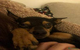Pinscher Miniatura cani in regalo: STARLET, MINI PINSCHER dolcissima a Città Metropolitana di Firenze - Immagine 15