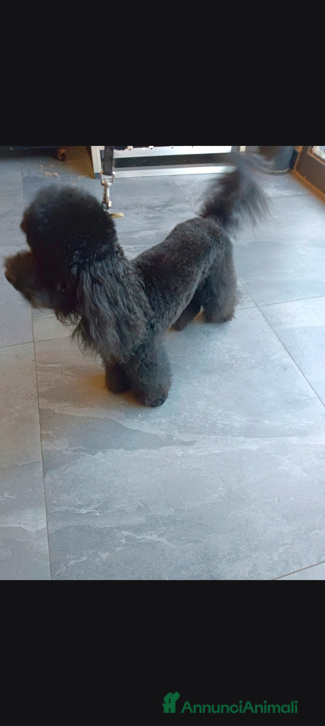 Barboncino Toy cani per accoppiamento: BARBONCINO TOY disponibile per accoppiamento  a Città Metropolitana di Firenze - Annuncio 3