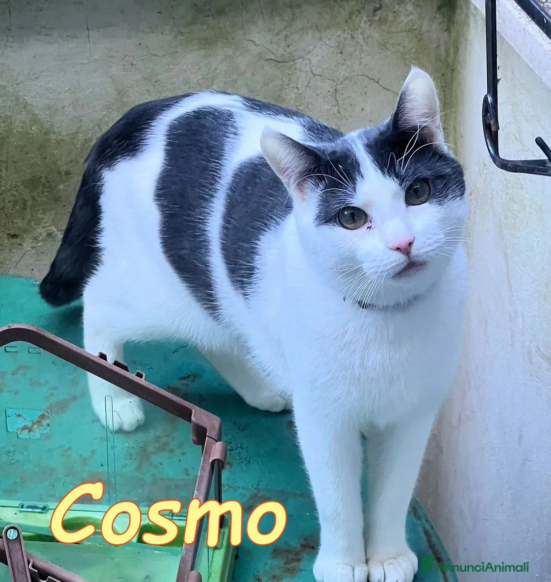 Europeo gatti in regalo: COSMO ASPETTA ANCORA UNA FAMIGLIA a Città metropolitana di Milano - Annuncio 5