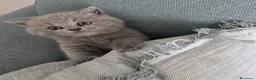 Scottish gatti in vendita: Scottish fold e scottish stright  - Annuncio 3