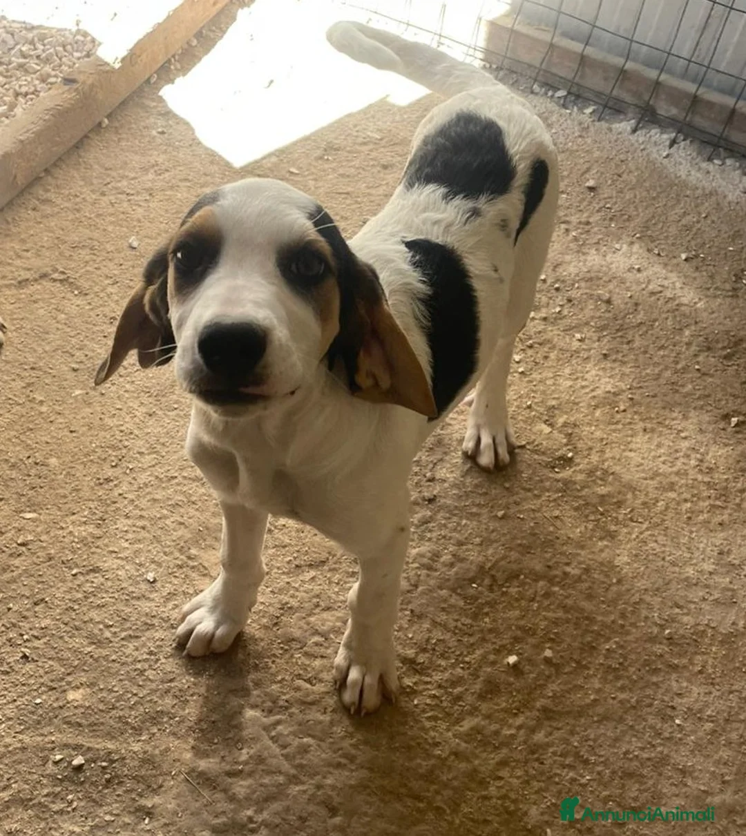 Meticcio cani in regalo: SOS SOS SELENINA a Provincia di Parma - Annuncio 1