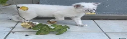 Ragdoll gatti in vendita: Ragdoll maschi - Annuncio 4