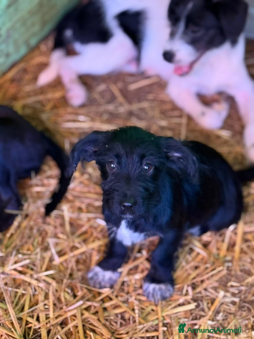 Meticcio cani in regalo: NERA, timida cucciola baffuta TG PICCOLA! - Annuncio 2