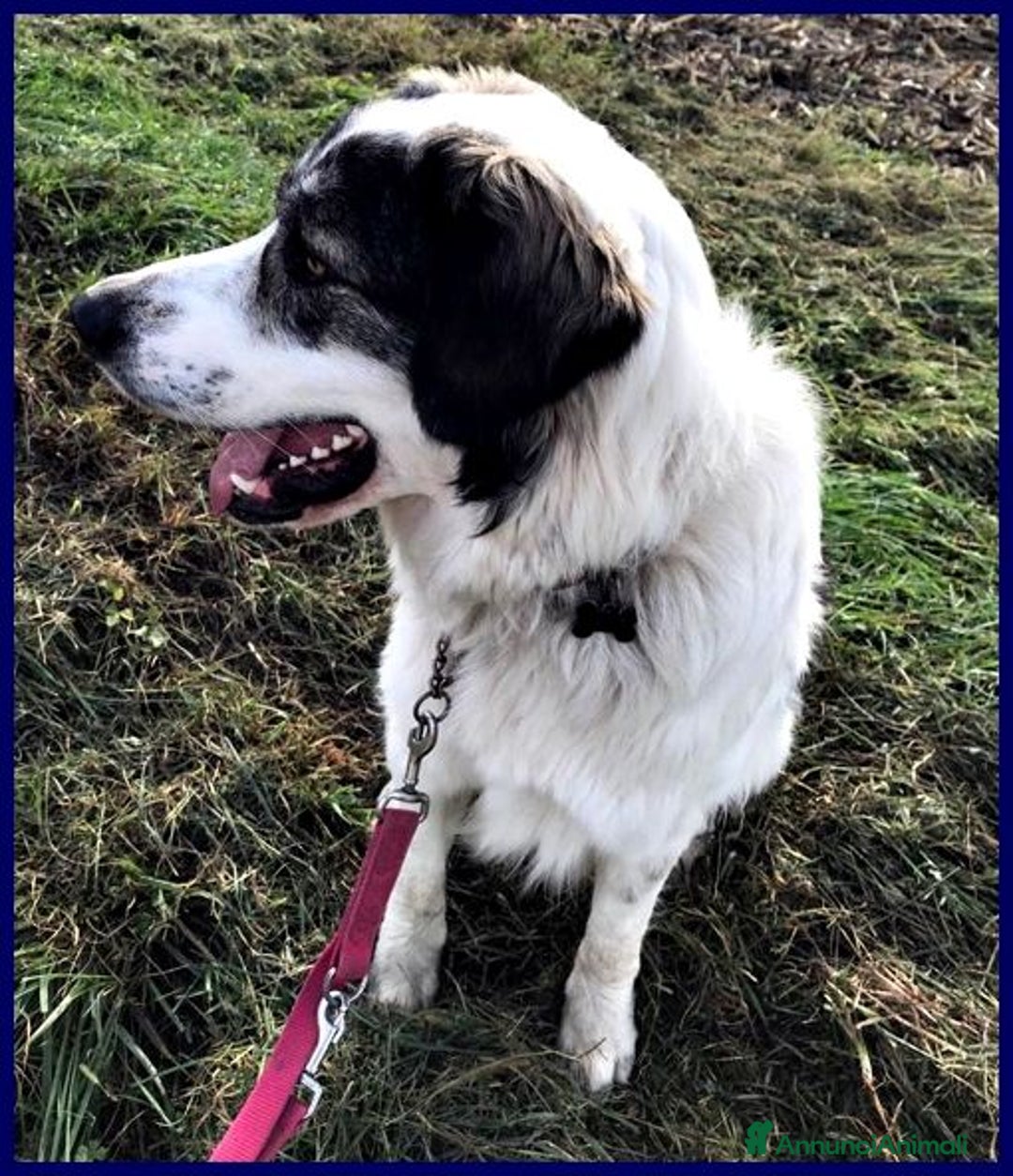 Meticcio cani in regalo: GGG 5anni dolcissimo coccolone! tg grande - Annuncio 7