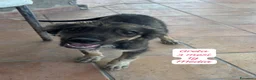 Meticcio cani in regalo: Meticci dimenticati da tutti  a Provincia di Pavia - Annuncio 2