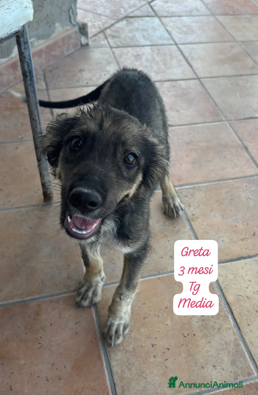 Meticcio cani in regalo: Meticci dimenticati da tutti  a Provincia di Pavia - Annuncio 2