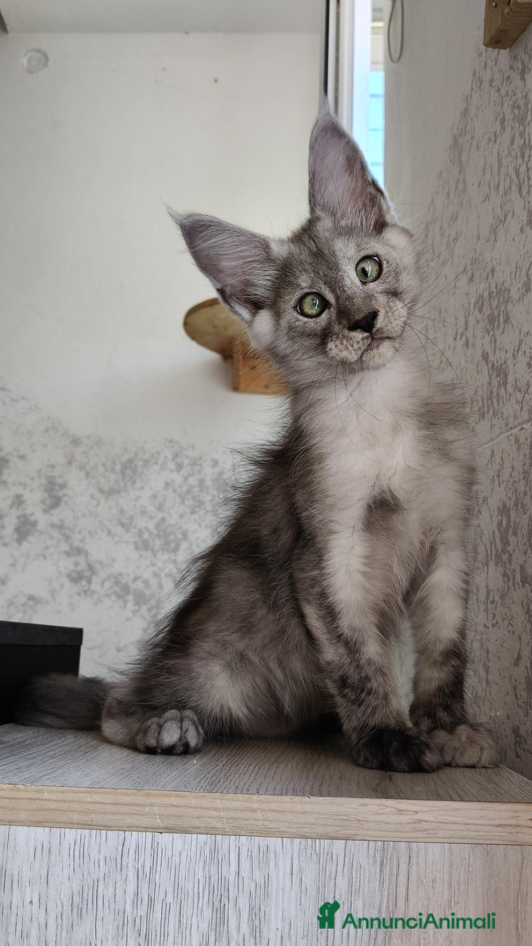 Maine Coon gatti Cucciolo Maine Coon black smoke maschio - Annuncio 35