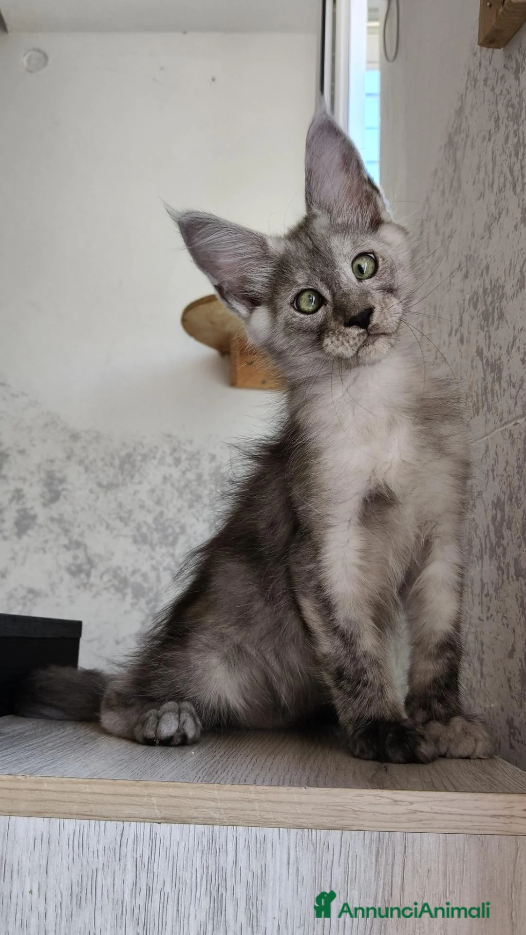 Maine Coon gatti in vendita: Cucciolo Maine Coon black smoke maschio - Annuncio 1