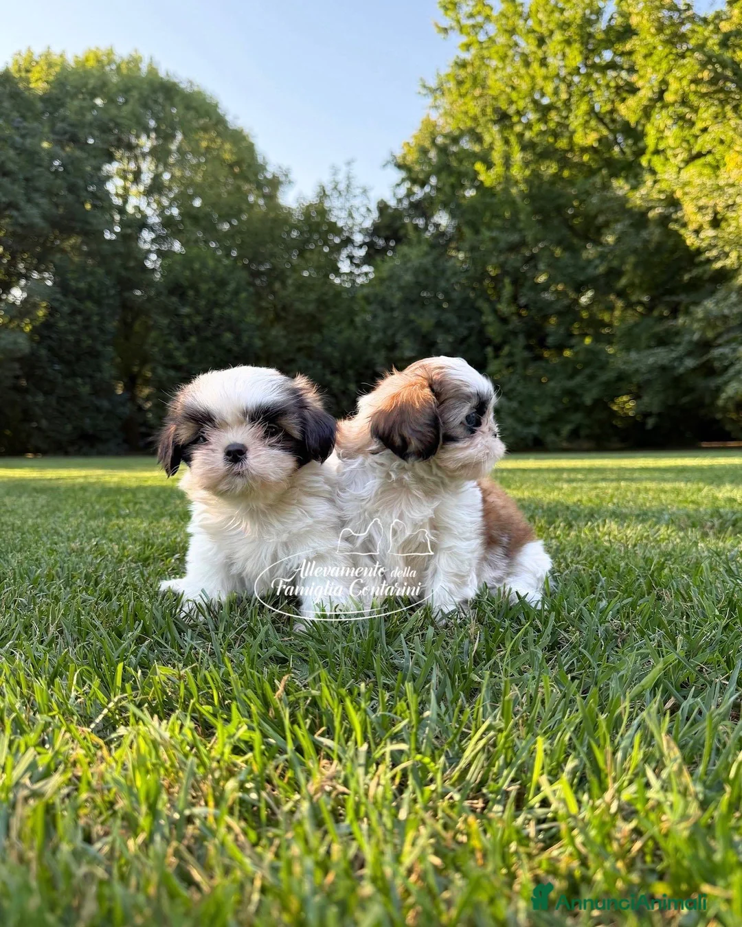 Shih Tzu cani in vendita: Cuccioli di ShihTzu  a Città metropolitana di Milano - Annuncio 2