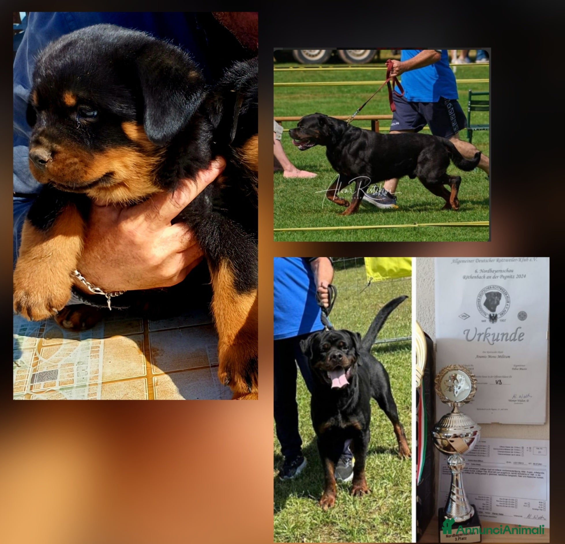 Rottweiler cani in vendita: Disponibili cuccioli Rottweiler  - Annuncio 11