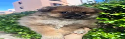 Spitz cani in vendita: Spitz maschietto cerca famiglia  a Provincia di Foggia - Annuncio 1