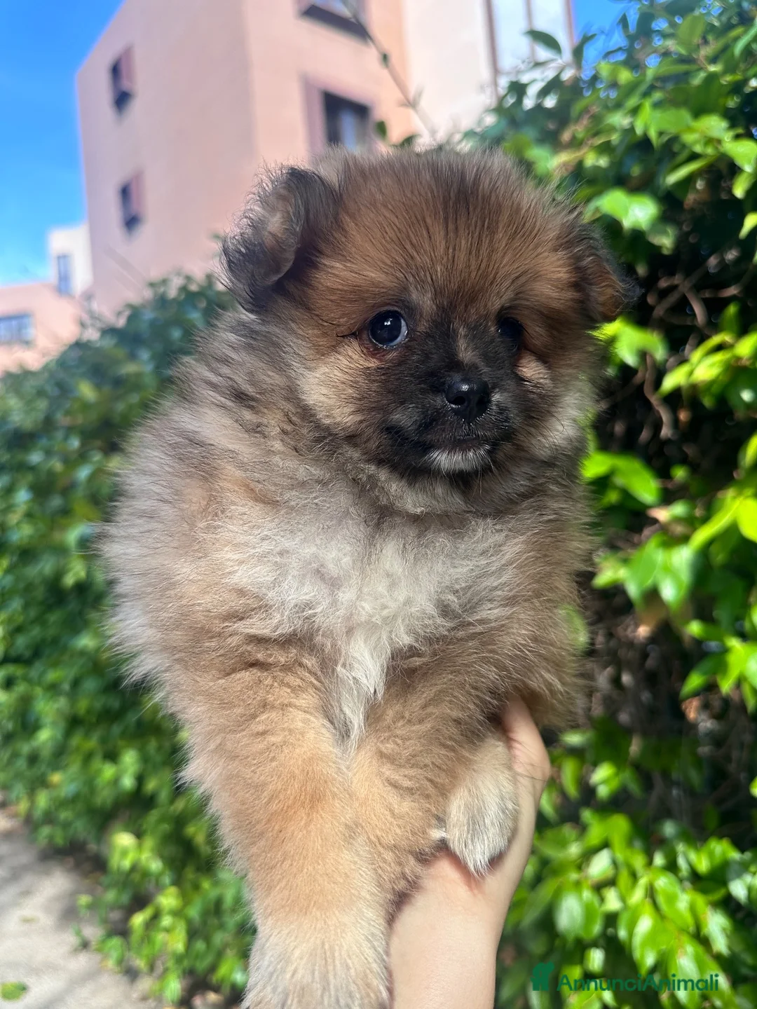 Spitz cani in vendita: Spitz maschietto cerca famiglia  a Provincia di Foggia - Annuncio 1