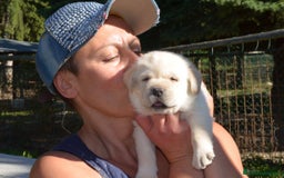 Labrador cani in vendita: Cuccioli Labrador disponibili a Modena | Cucciolo - Immagine 11