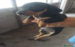 Bassotto cani in vendita: CUCCIOLO BASSOTTO NERO FOCATO a Città Metropolitana di Torino - Immagine 2