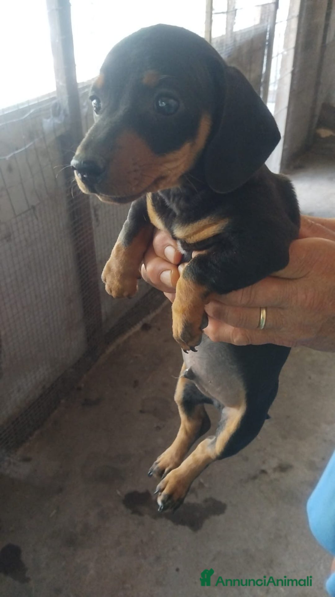 Bassotto cani in vendita: CUCCIOLO BASSOTTO NERO FOCATO a Città Metropolitana di Torino - Immagine 2