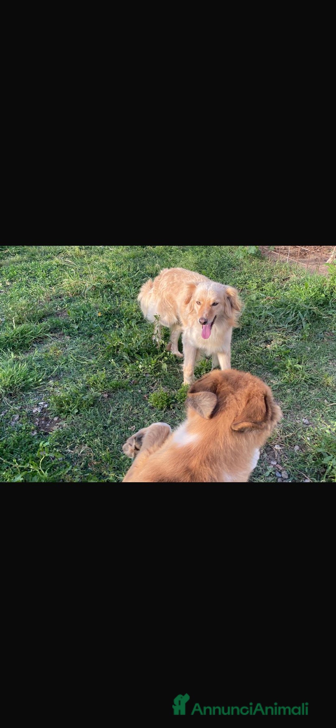 Meticcio cani in regalo: 3anni mMirto mix volpino 7/8kg SOS CASA SARDEGNA - Annuncio 9