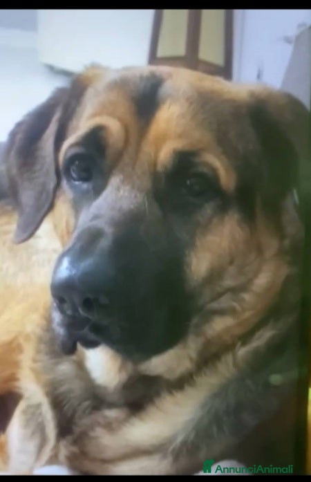 Pastore Tedesco cani Pastore 3anni TRASLOCANO E LO MOLLANO IN CASA!!SUD - Annuncio 4