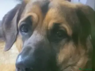 Pastore Tedesco cani Pastore 3anni TRASLOCANO E LO MOLLANO IN CASA!!SUD - Annuncio 3