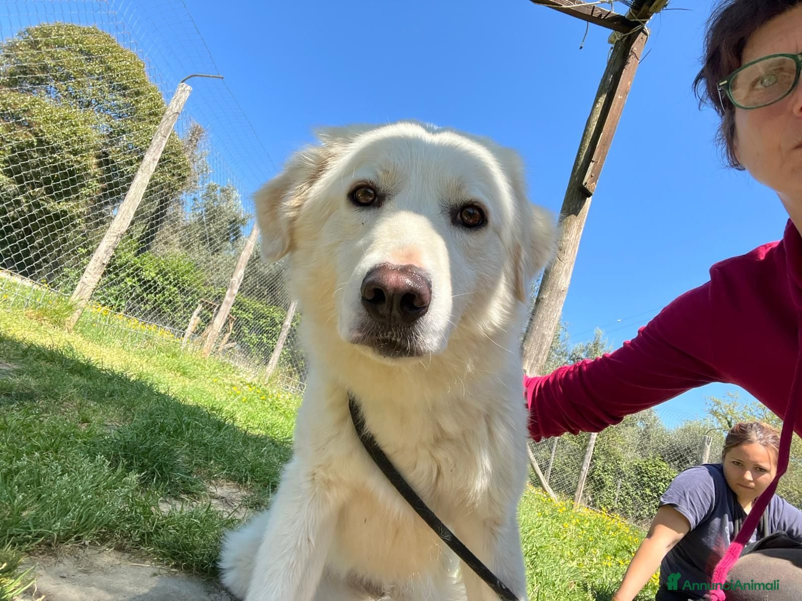 Meticcio cani LUCIA DA SEMPRE IN CANILE CERCA LA SUA FAMIGLIA - Annuncio 11