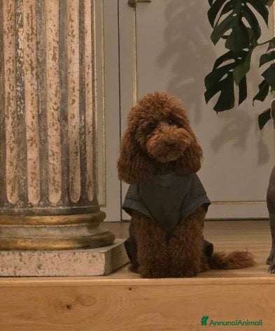 Barboncino cani Cucciolone barboncino nano red - Annuncio 17
