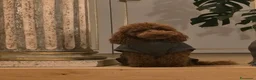 Barboncino cani in vendita: Cucciolone barboncino nano red - Annuncio 1