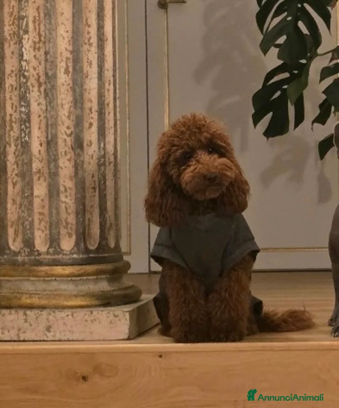 Barboncino cani in vendita: Cucciolone barboncino nano red - Annuncio 1