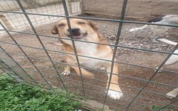 Meticcio cani in regalo: DJANGO a Provincia di Avellino - Immagine 3