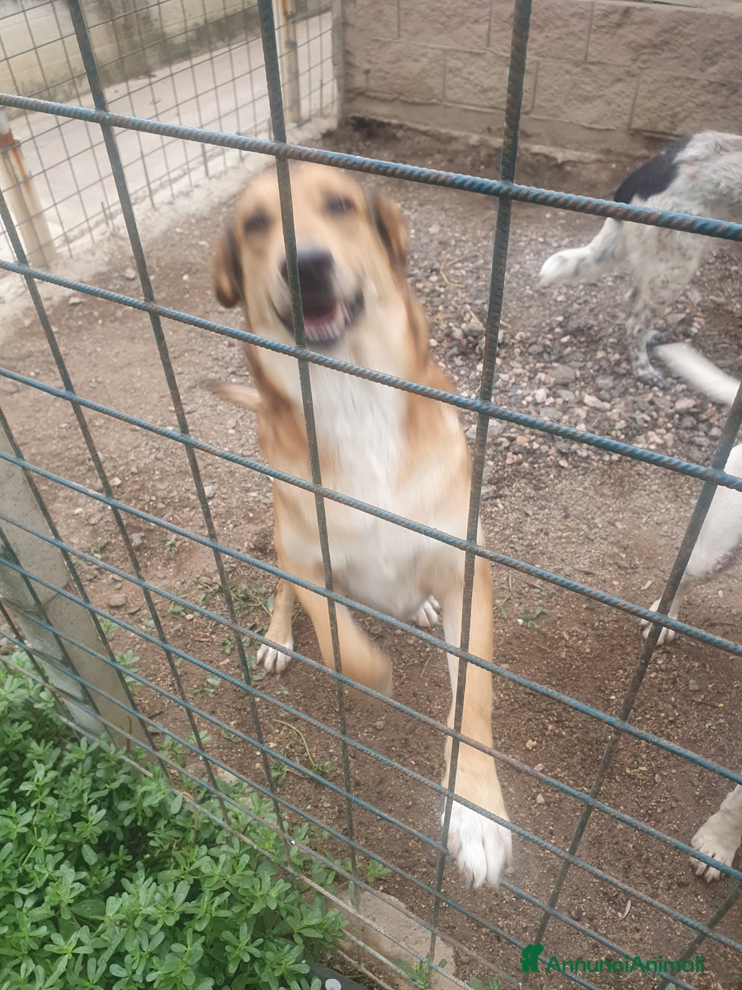 Meticcio cani in regalo: DJANGO a Provincia di Avellino - Immagine 3