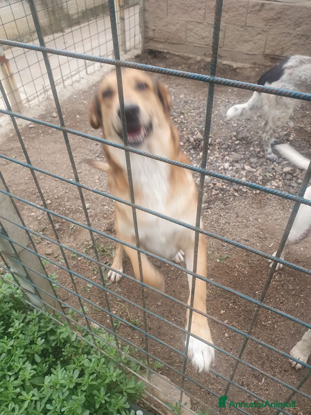 Meticcio cani in regalo: DJANGO a Provincia di Avellino - Annuncio 3