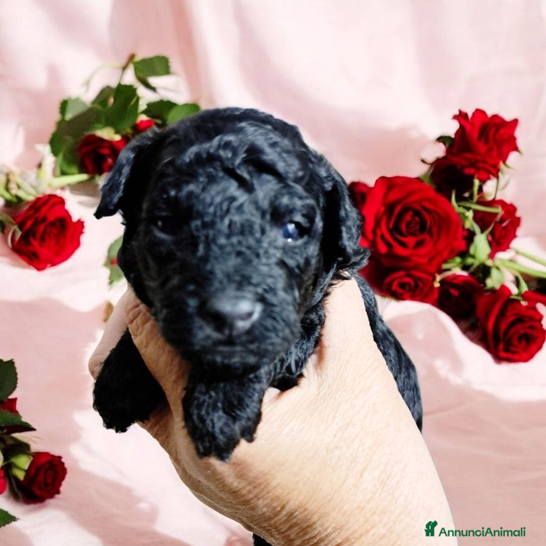 Barboncino cani in vendita: Barboncini nani  - Annuncio 1