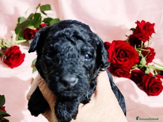 Barboncino cani Barboncini nani - Annuncio 32