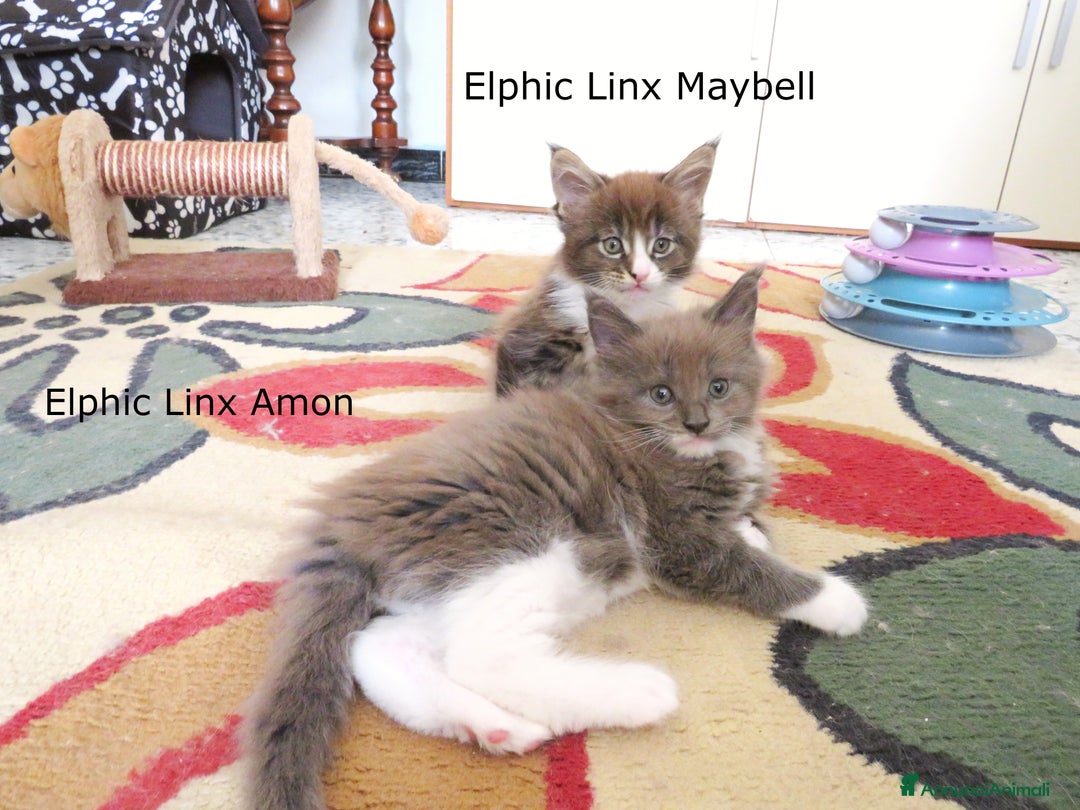 Maine Coon gatti in vendita: Fantastici cuccioli di Maine Coon disponibili - Annuncio 11