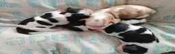 Cavalier King cani in vendita: Cavalier king con pedigree enci  a Provincia di Sondrio - Annuncio 19