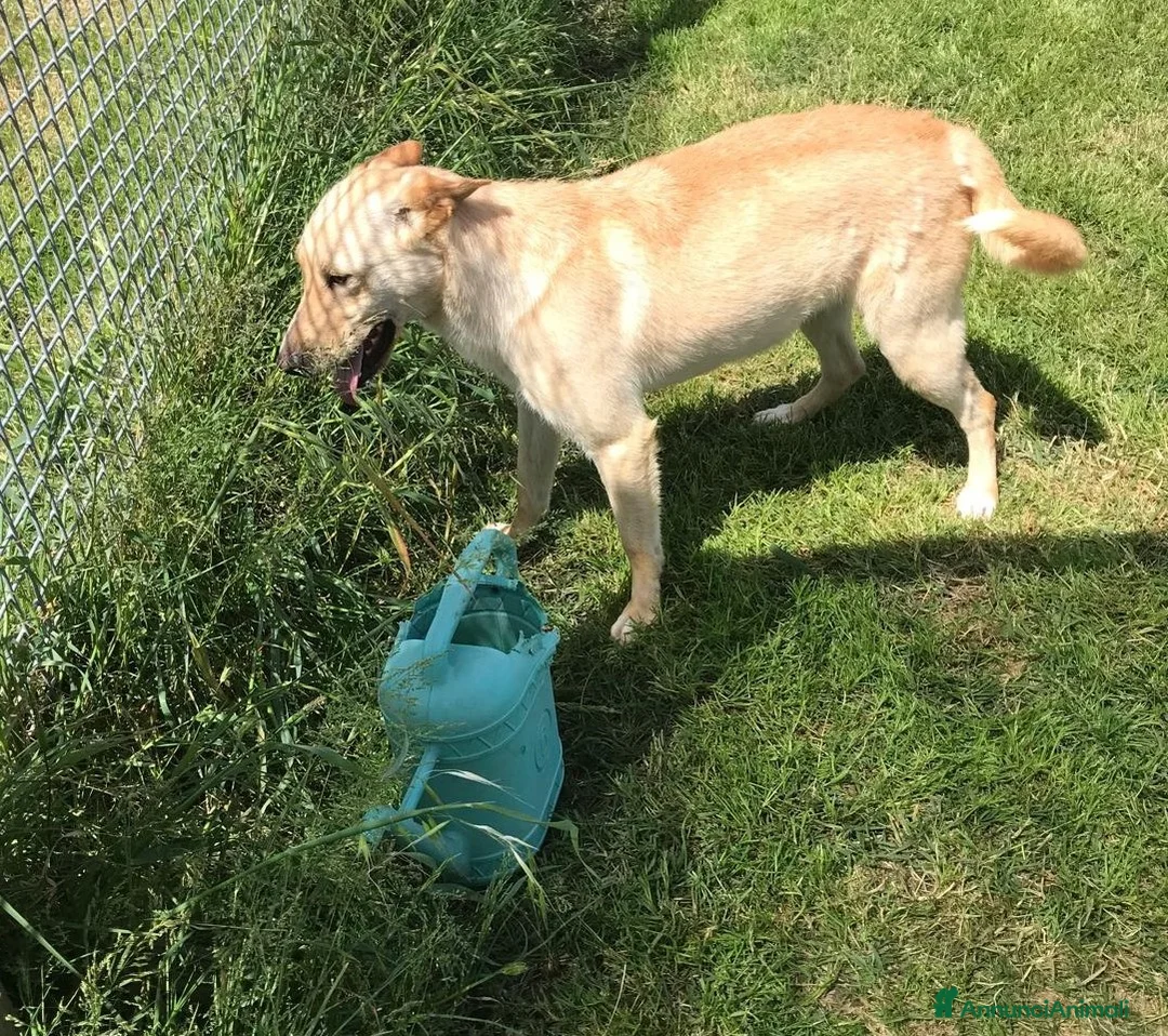 Meticcio cani in regalo: Marina la meticcetta bionda in adozione a Provincia di Latina - Annuncio 5