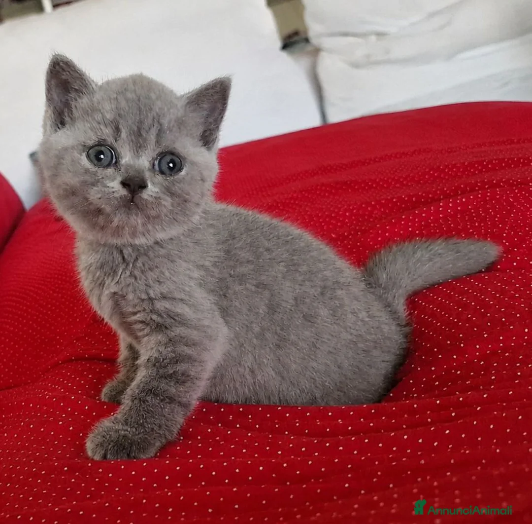 British gatti in vendita: Gattine  british shorthair blue - Annuncio 2
