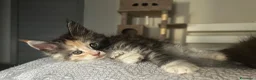 Maine Coon gatti in vendita: Maine coon con pedigree  - Annuncio 5