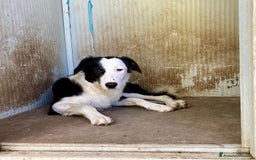 Border Collie cani in regalo: WILLOW, fantastica mix BORDER COLLIE! - Immagine 4