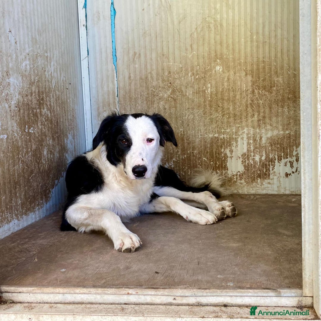 Border Collie cani in regalo: WILLOW, fantastica mix BORDER COLLIE! - Immagine 4