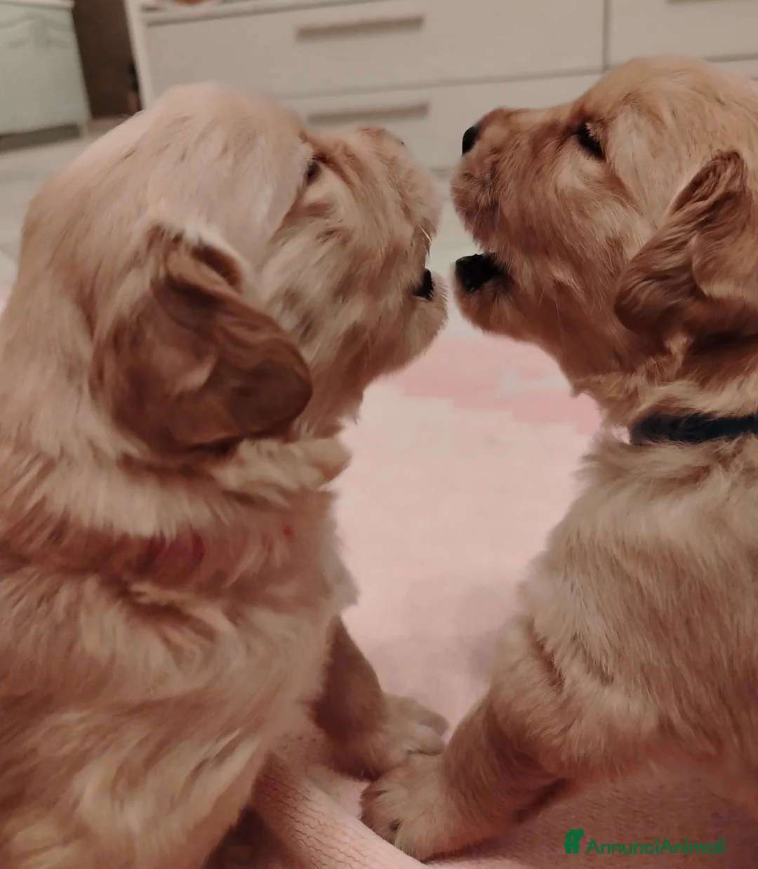 Golden Retriever cani in vendita: Disponibili 2 cucciole golden Retriever - Annuncio 3
