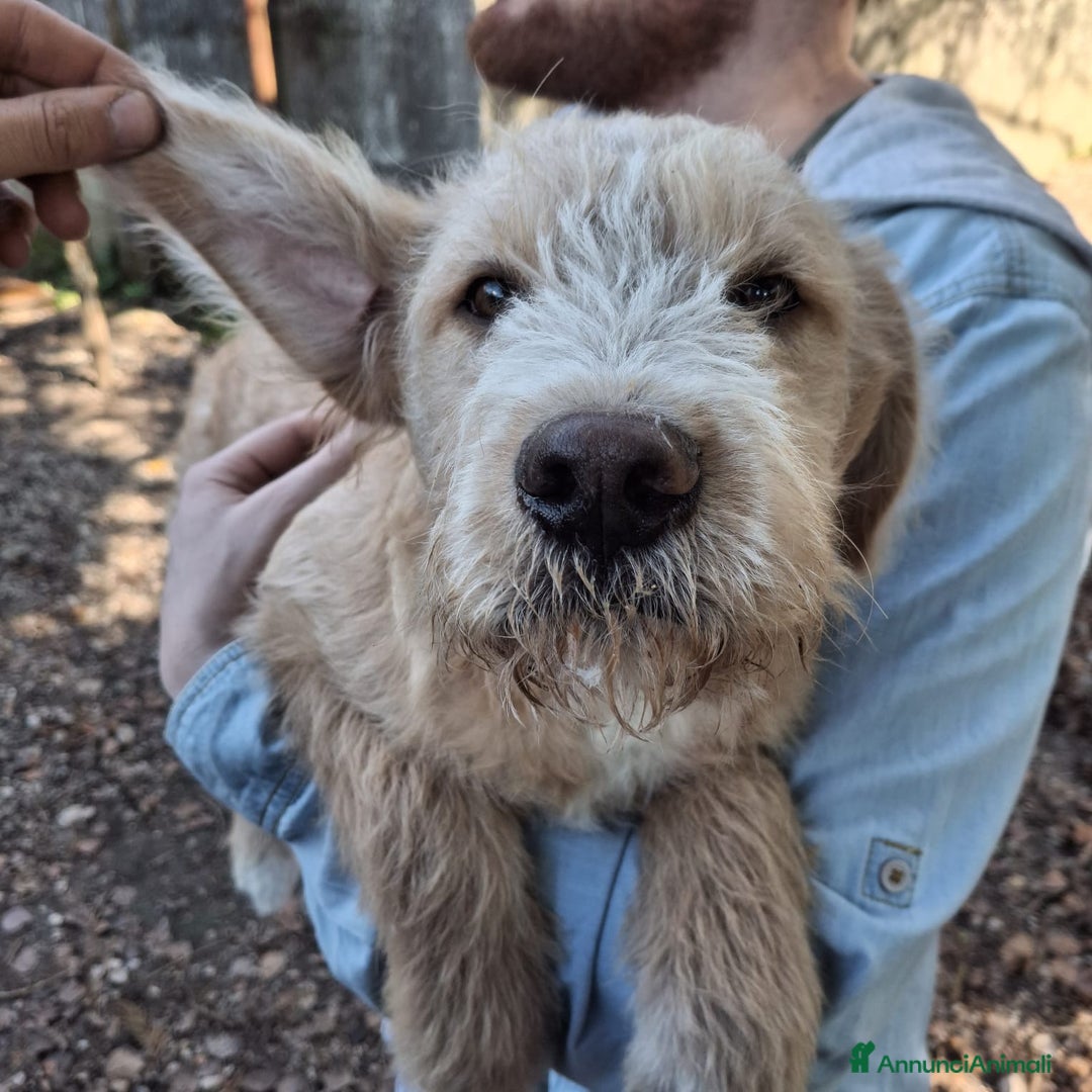 Meticcio cani in regalo: 4 CUCCIOLE impaurite cercano famiglie speciali! - Annuncio 3