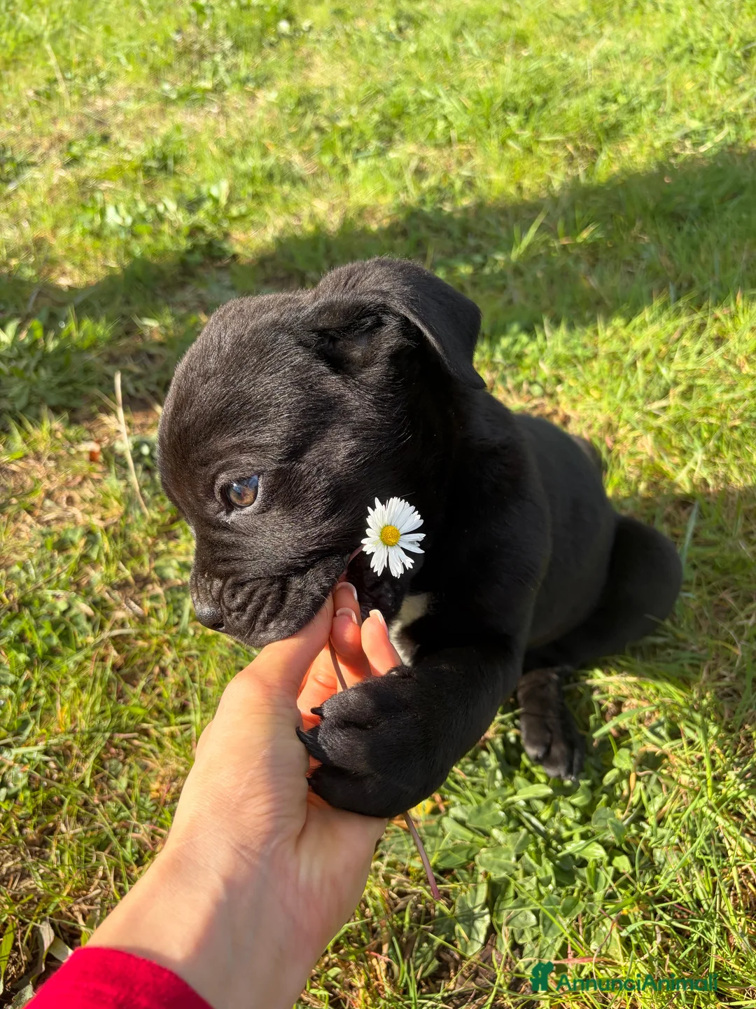 Cane Corso cani in vendita: Cuccioli di Cane Corso - Annuncio 6