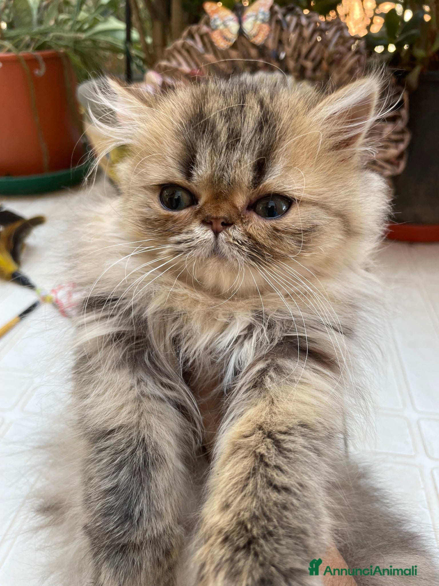 Persiano gatti gatta persiana cucciola persiana golden shaded - Annuncio 1