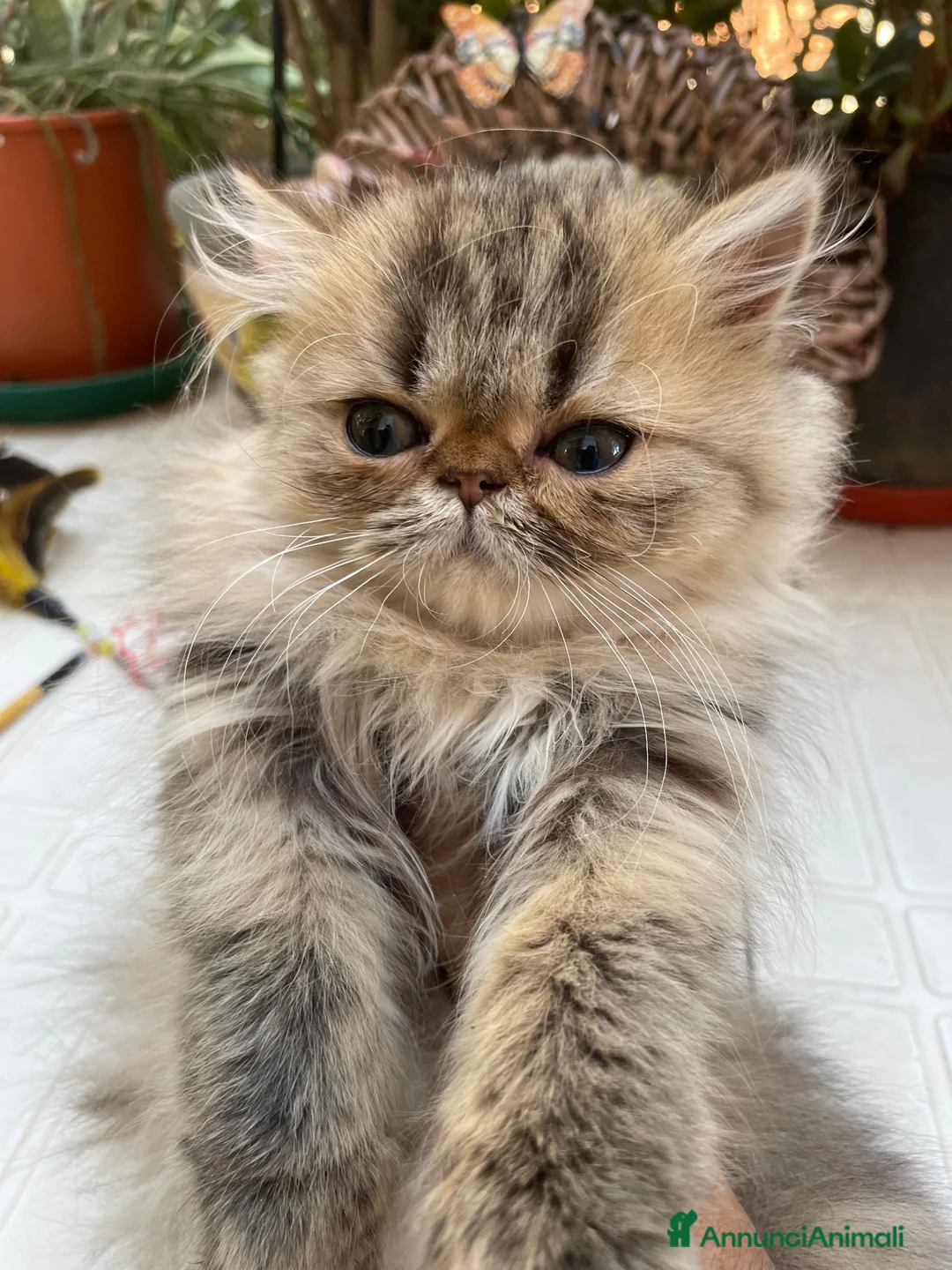 Persiano gatti in vendita: gatta persiana cucciola persiana golden shaded - Annuncio 1